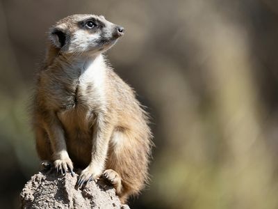 A person looking into the distance at the horizon.