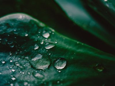 Close up of a glass of water and a green plant.